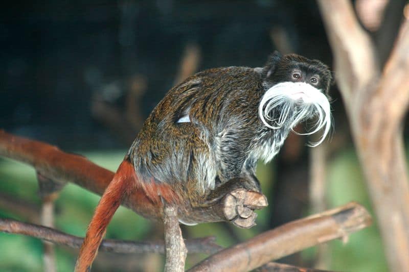 Emperor tamarin in a tree