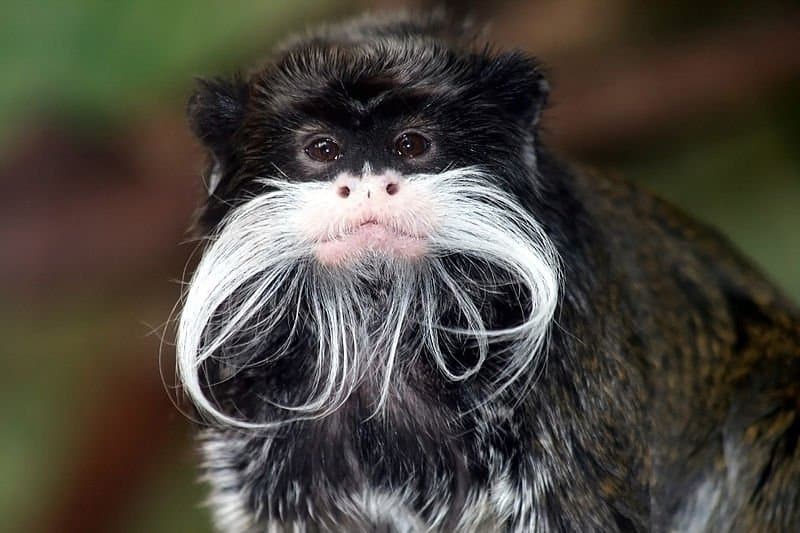 Emperor Tamarin close-up photo showing white mustache and beard