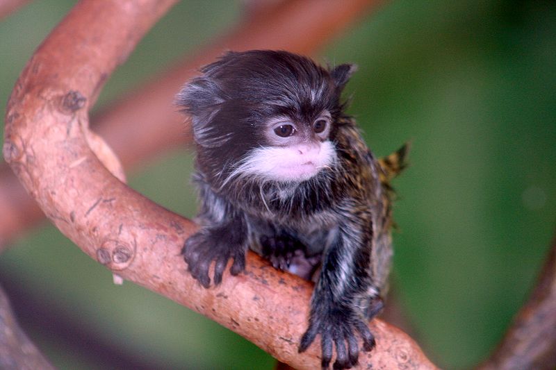 Baby emperor tamarin