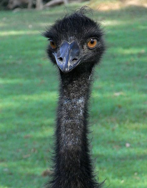 Emu portrait