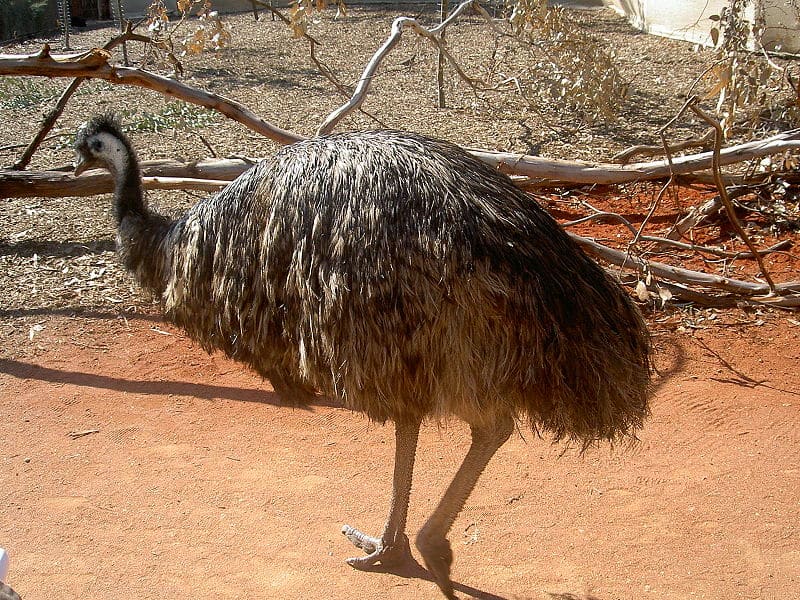 Emu vs Cassowary