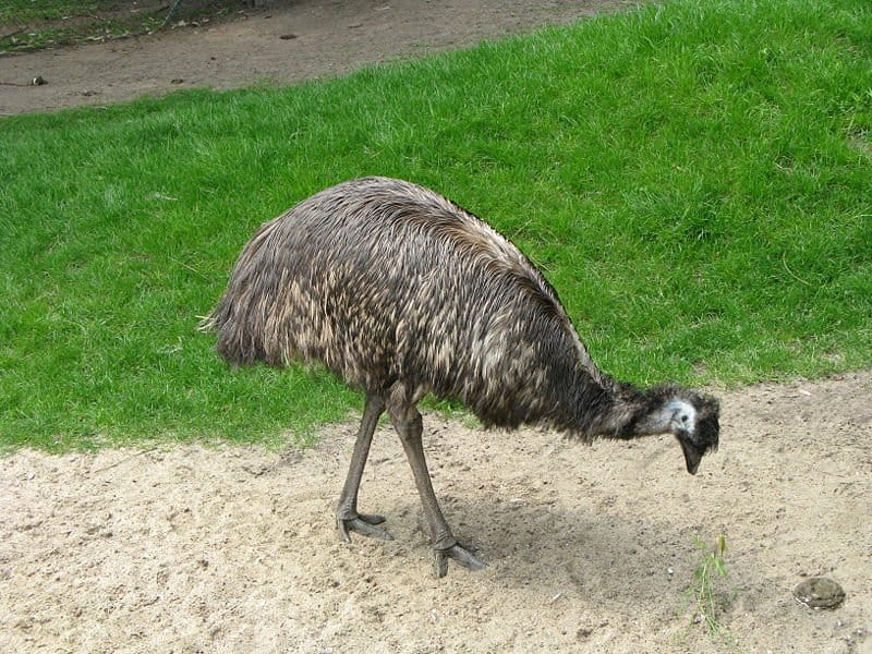 Emu looking for food in some sand