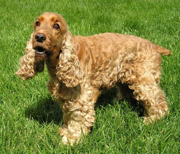 English Cocker Spaniel Dog Breed Complete Guide | AZ Animals