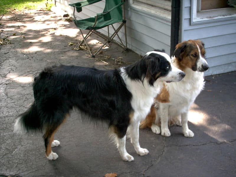 Two English Shepherds