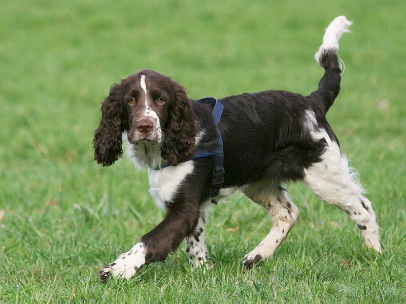 Living with store a springer spaniel