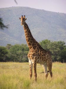 How Do Giraffes Sleep? Picture