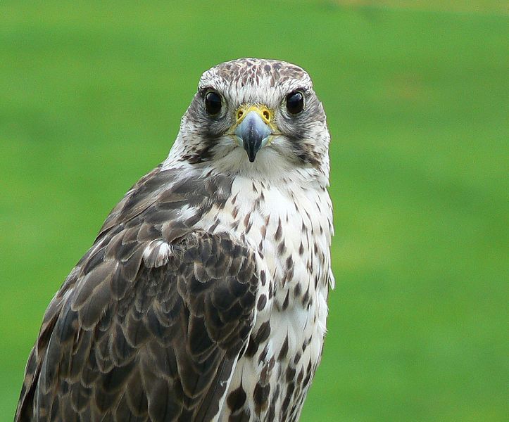 Falcon Falconiforme Animals A Z Animals