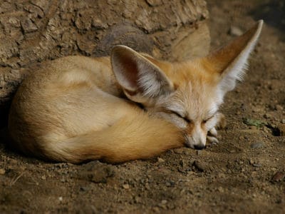 A Fennec Fox