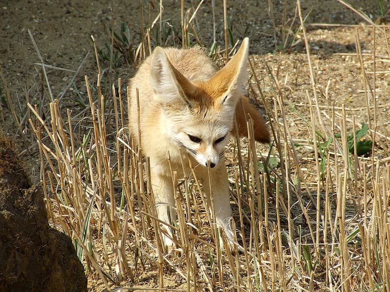 fennec fox eating bug