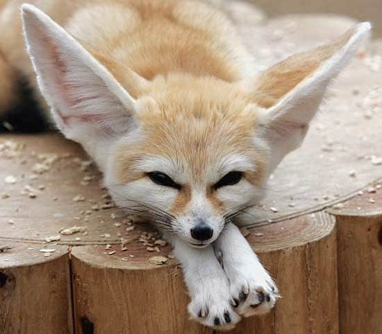 Fennec Fox Vulpes Zerda Animals A Z Animals