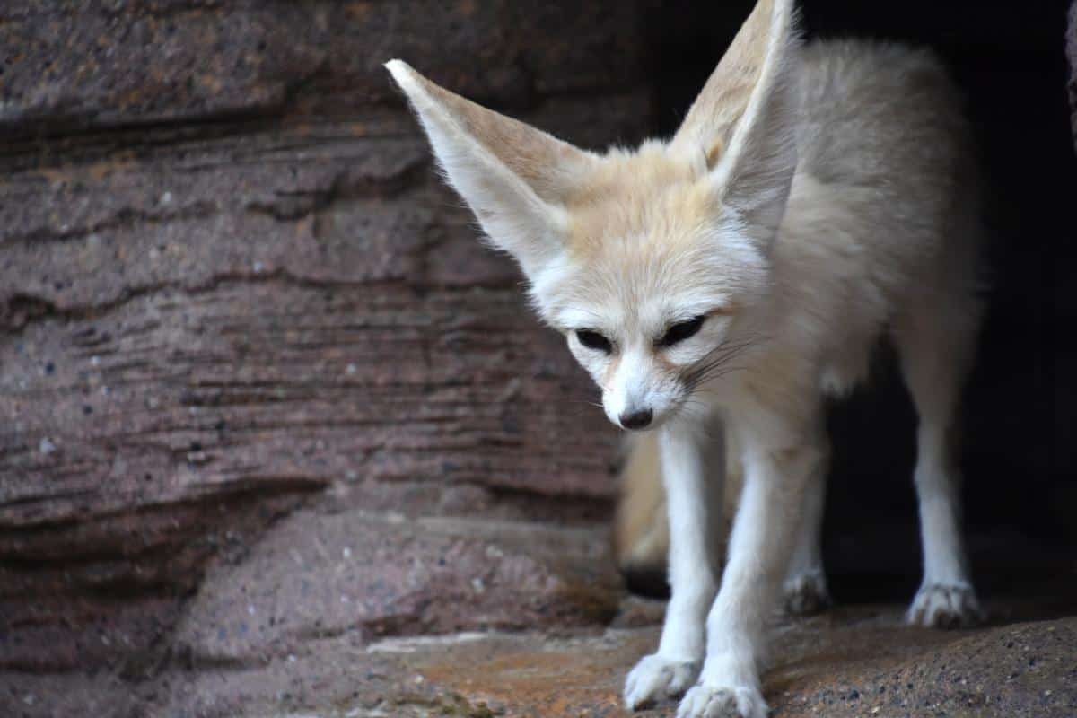 View Fennec Fox Article. 