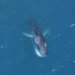 Fin Whale