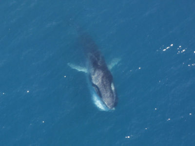 A Fin Whale