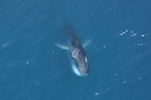 fin whale size