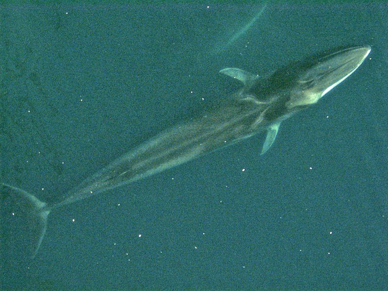 fin whale - Balaenoptera physalus - aerial photo of fin whale swimming