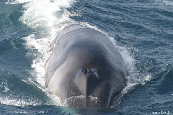 Blue Whale vs Fin Whale: What Are The Differences? - A-Z Animals