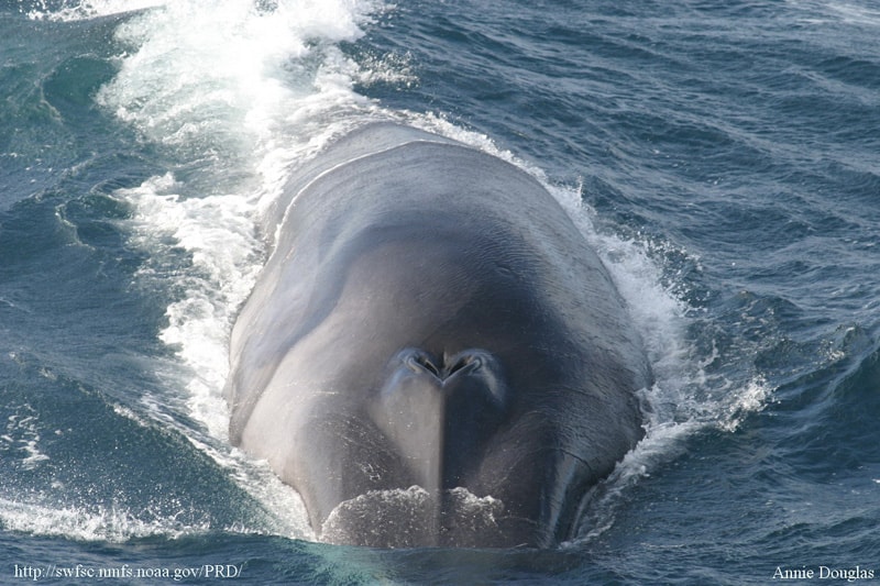 Blue Whale vs Fin Whale