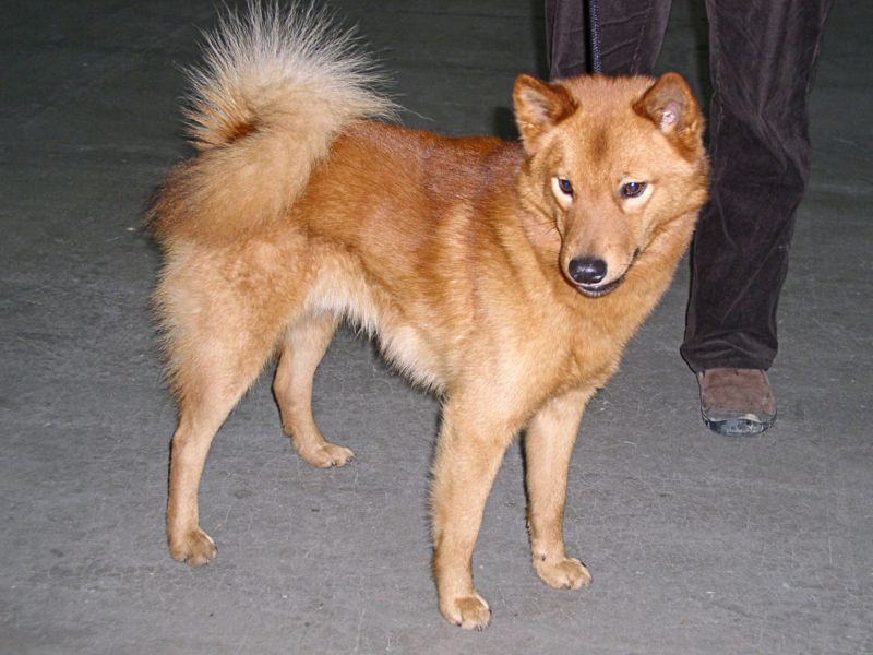 are finnish spitz good with cats