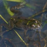 Fire-bellied toad
