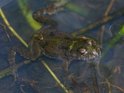 A Fire-Bellied Toad