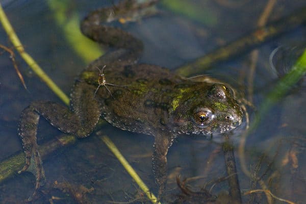 Fire-Bellied Toad Animal Facts | Bombina | AZ Animals