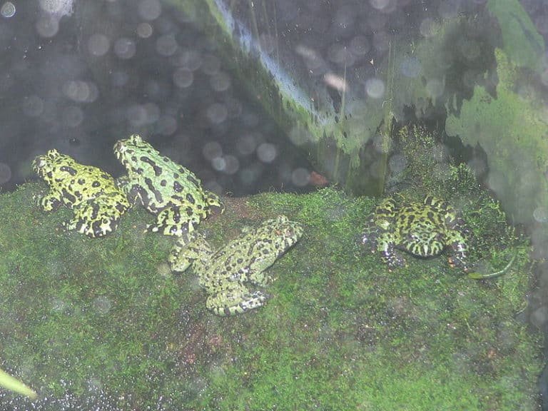A group of four fire-bellied toads