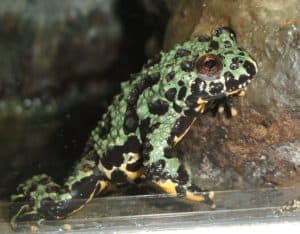 Pet Fire-Bellied Toad Guide: What To Know Picture
