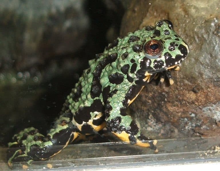 A pet fire-bellied toad
