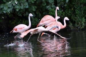 Flamingos in Florida: Where and When You Can See Them photo