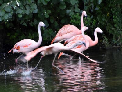 A Flamingos in Florida: Where and When You Can See Them