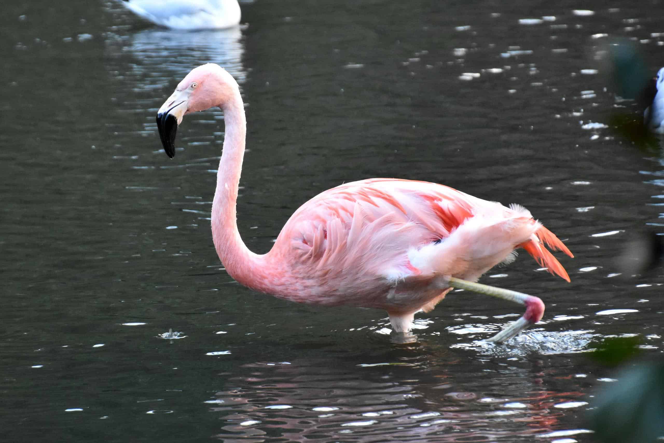 Какое животное розовое. Животные розового цвета. Глаза Фламинго. Фламинговый цвет. Цвет Фламинго.