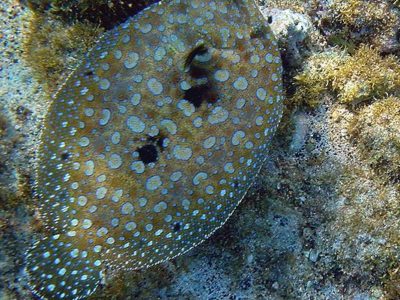 Flounder Picture