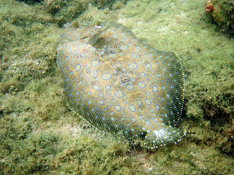 Flounder on the seabed