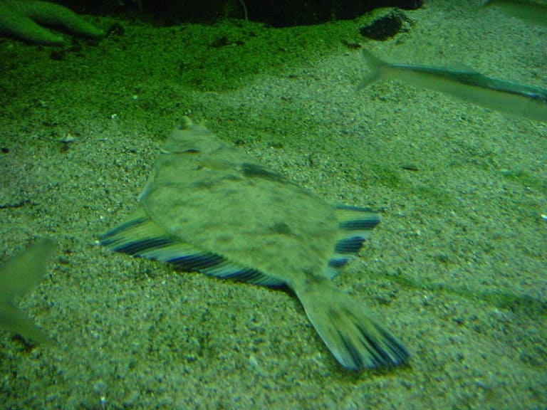 Flounder lying on seabed