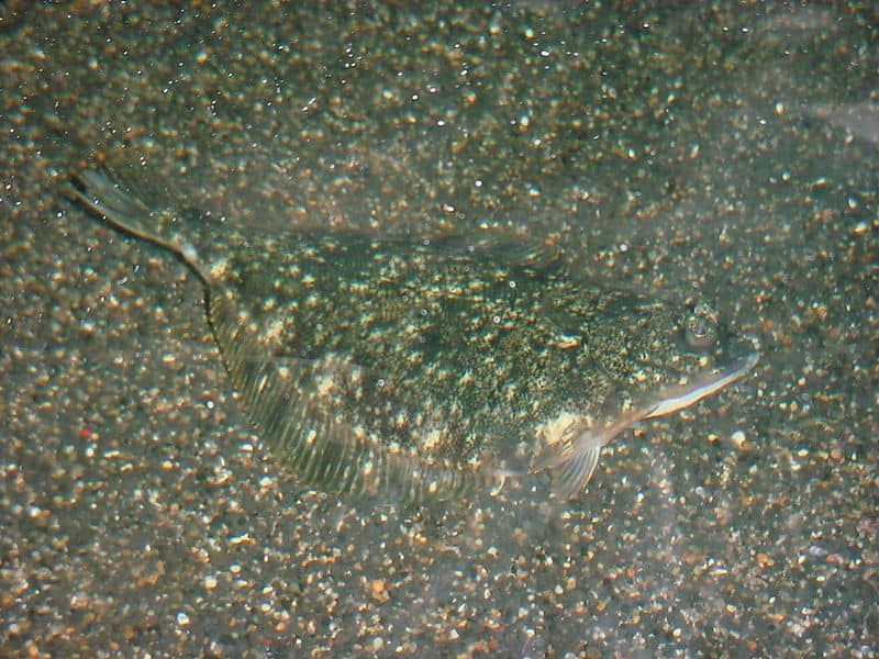 Flounder camouflaged on the bottom of the sea