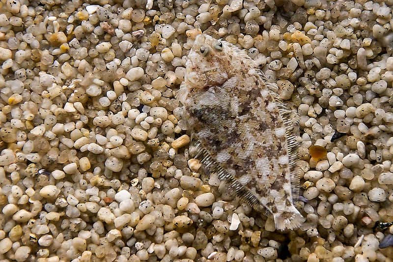 Flounder camouflaged on the seafloor