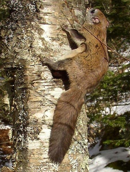 Flying Squirrel in a tree