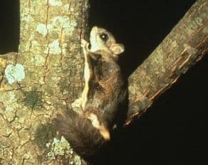 Flying Squirrel Picture