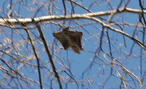 Flying Squirrel gliding from branch