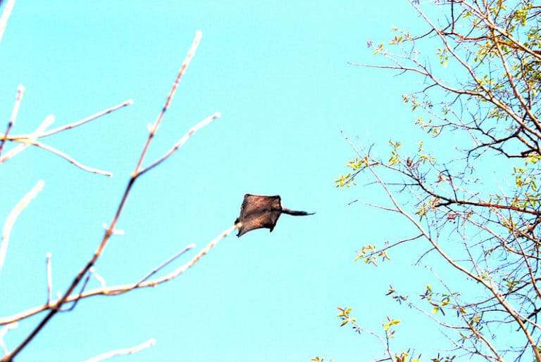 Flying Squirrel gliding between trees