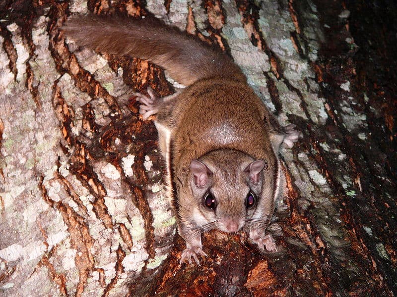Flying Squirrel in tree