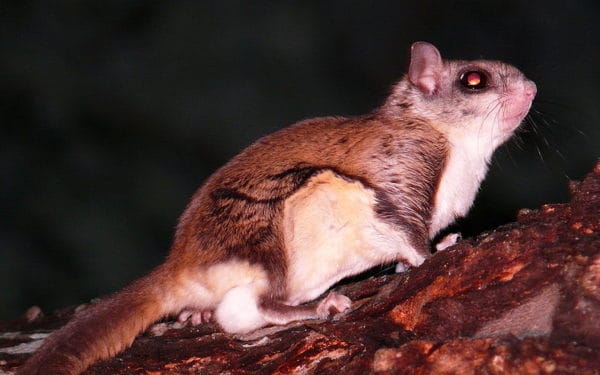 What Do Flying Squirrels Eat? 13 Foods for This Cute Rodent - A-Z Animals