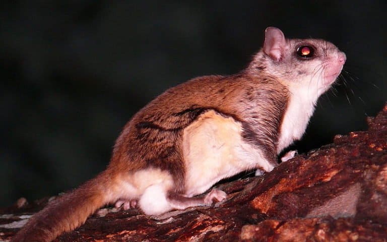 Flying Squirrel on the ground
