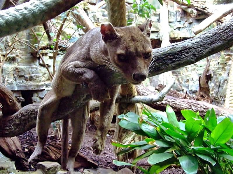 Fossa Habitat