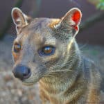 Malagasy civet