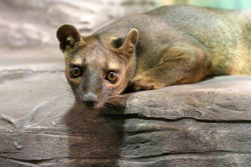 Fossa (Cryptoprocta ferox) at the Rosamond Gifford Zoo, Syracuse, New York.