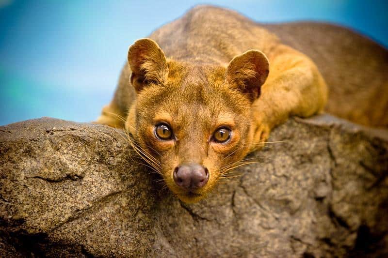 large madagascar animals