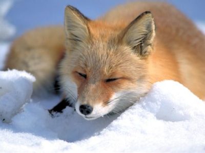 A Vulpes vulpes