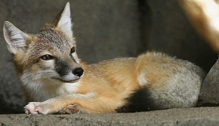 A Swift Fox at the Henry Doorly Zoo in Omaha, Nebraska.