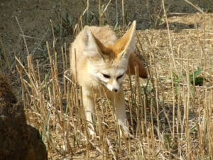 Fox Definition Fox Animal Facts - Vulpes - A-Z Animals